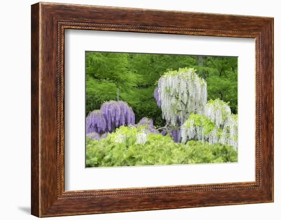 Japanese Wisteria, Kennett Square, Pennsylvania, USA-Lisa S. Engelbrecht-Framed Photographic Print