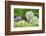 Japanese Wisteria, Kennett Square, Pennsylvania, USA-Lisa S. Engelbrecht-Framed Photographic Print