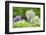 Japanese Wisteria, Kennett Square, Pennsylvania, USA-Lisa S. Engelbrecht-Framed Photographic Print