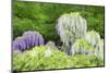 Japanese Wisteria, Kennett Square, Pennsylvania, USA-Lisa S. Engelbrecht-Mounted Photographic Print