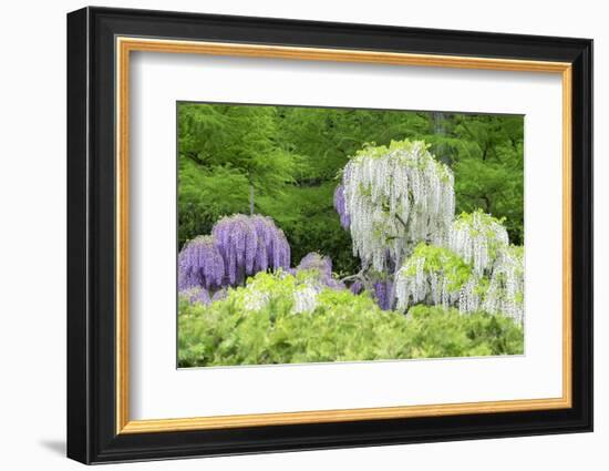 Japanese Wisteria, Kennett Square, Pennsylvania, USA-Lisa S. Engelbrecht-Framed Photographic Print