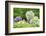 Japanese Wisteria, Kennett Square, Pennsylvania, USA-Lisa S. Engelbrecht-Framed Photographic Print