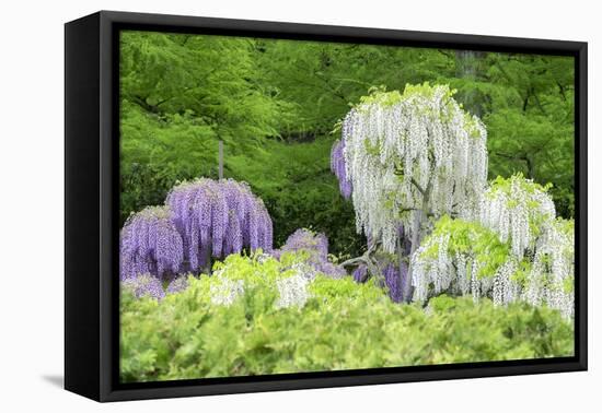 Japanese Wisteria, Kennett Square, Pennsylvania, USA-Lisa S. Engelbrecht-Framed Premier Image Canvas