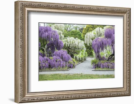 Japanese Wisteria, Kennett Square, Pennsylvania, USA-Lisa S. Engelbrecht-Framed Photographic Print