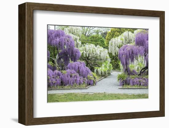 Japanese Wisteria, Kennett Square, Pennsylvania, USA-Lisa S. Engelbrecht-Framed Photographic Print