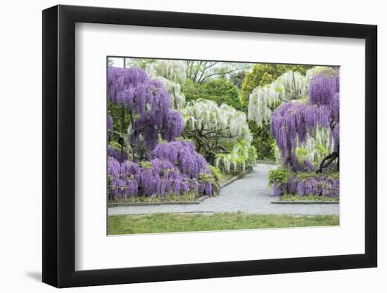 Japanese Wisteria, Kennett Square, Pennsylvania, USA-Lisa S. Engelbrecht-Framed Photographic Print