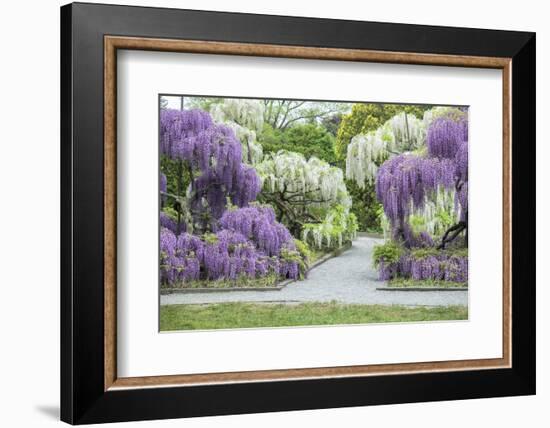 Japanese Wisteria, Kennett Square, Pennsylvania, USA-Lisa S. Engelbrecht-Framed Photographic Print