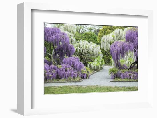 Japanese Wisteria, Kennett Square, Pennsylvania, USA-Lisa S. Engelbrecht-Framed Photographic Print