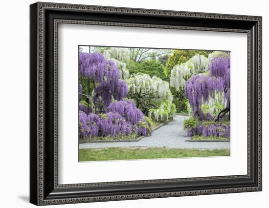 Japanese Wisteria, Kennett Square, Pennsylvania, USA-Lisa S. Engelbrecht-Framed Photographic Print