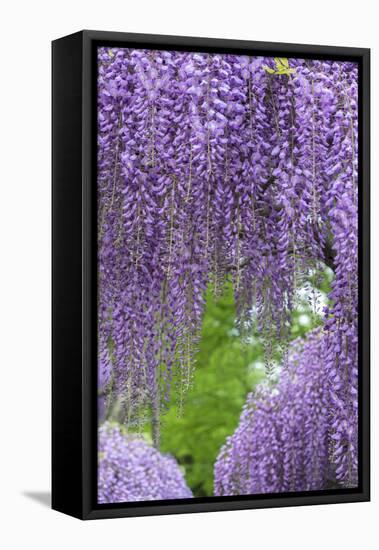 Japanese Wisteria, Kennett Square, Pennsylvania, Usa-Lisa S. Engelbrecht-Framed Premier Image Canvas