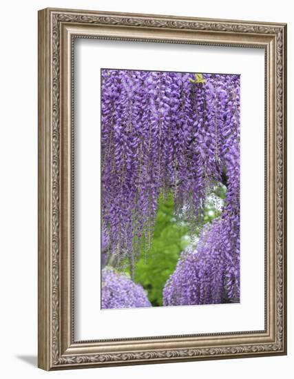 Japanese Wisteria, Kennett Square, Pennsylvania, Usa-Lisa S. Engelbrecht-Framed Photographic Print