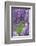 Japanese Wisteria, Kennett Square, Pennsylvania, Usa-Lisa S. Engelbrecht-Framed Photographic Print