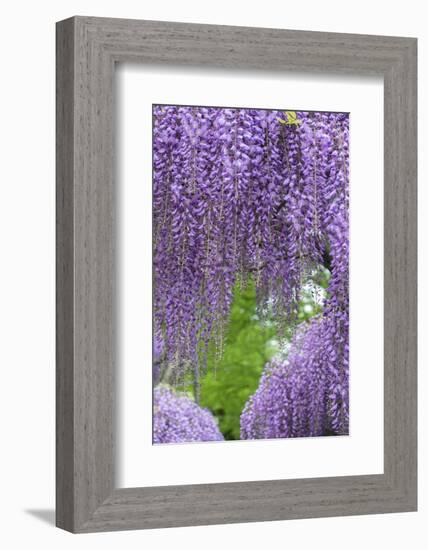 Japanese Wisteria, Kennett Square, Pennsylvania, Usa-Lisa S. Engelbrecht-Framed Photographic Print