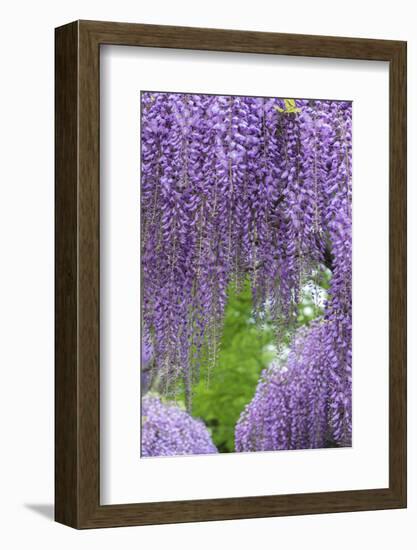 Japanese Wisteria, Kennett Square, Pennsylvania, Usa-Lisa S. Engelbrecht-Framed Photographic Print