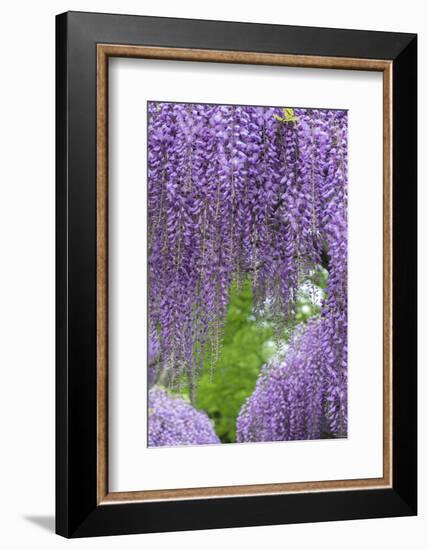 Japanese Wisteria, Kennett Square, Pennsylvania, Usa-Lisa S. Engelbrecht-Framed Photographic Print