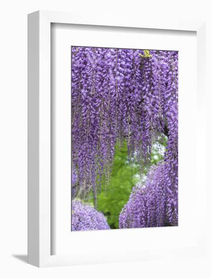 Japanese Wisteria, Kennett Square, Pennsylvania, Usa-Lisa S. Engelbrecht-Framed Photographic Print