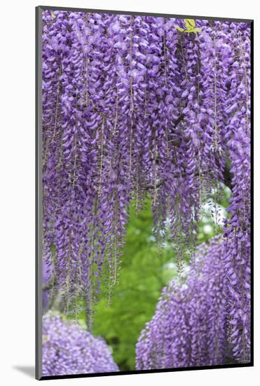 Japanese Wisteria, Kennett Square, Pennsylvania, Usa-Lisa S. Engelbrecht-Mounted Photographic Print