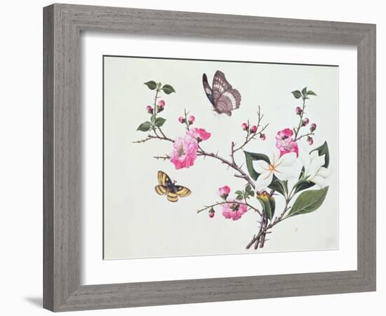 Japonica, Magnolia and Butterflies-null-Framed Giclee Print