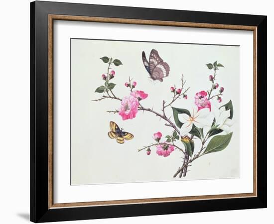 Japonica, Magnolia and Butterflies-null-Framed Giclee Print