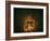 Jar of Dreams-Fabio Panichi-Framed Photographic Print