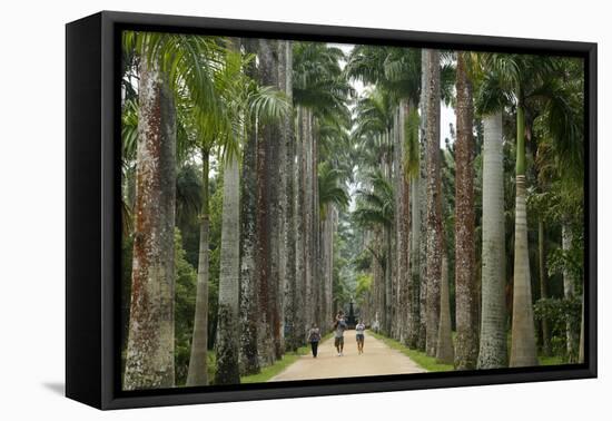 Jardim Botanico (Botanical Gardens), Rio de Janeiro, Brazil, South America-Yadid Levy-Framed Premier Image Canvas