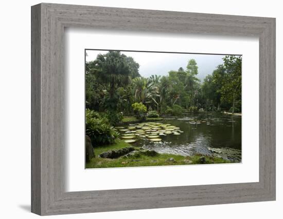 Jardim Botanico (Botanical Gardens), Rio de Janeiro, Brazil, South America-Yadid Levy-Framed Photographic Print