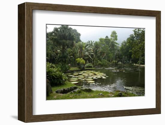 Jardim Botanico (Botanical Gardens), Rio de Janeiro, Brazil, South America-Yadid Levy-Framed Photographic Print