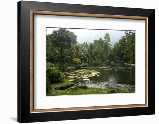 Jardim Botanico (Botanical Gardens), Rio de Janeiro, Brazil, South America-Yadid Levy-Framed Photographic Print