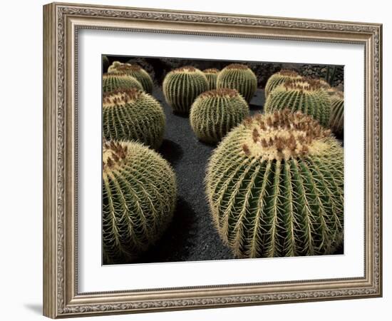 Jardin De Cactus Near Guatiza, Lanzarote, Canary Islands, Spain-Hans Peter Merten-Framed Photographic Print