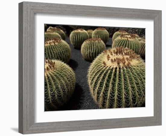 Jardin De Cactus Near Guatiza, Lanzarote, Canary Islands, Spain-Hans Peter Merten-Framed Photographic Print