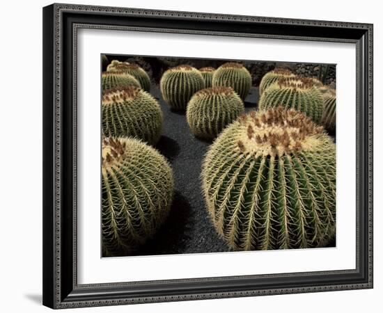 Jardin De Cactus Near Guatiza, Lanzarote, Canary Islands, Spain-Hans Peter Merten-Framed Photographic Print