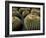 Jardin De Cactus Near Guatiza, Lanzarote, Canary Islands, Spain-Hans Peter Merten-Framed Photographic Print