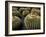 Jardin De Cactus Near Guatiza, Lanzarote, Canary Islands, Spain-Hans Peter Merten-Framed Photographic Print