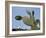 Jardin De Cactus Near Guatiza, Lanzarote, Canary Islands, Spain-Hans Peter Merten-Framed Photographic Print