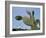 Jardin De Cactus Near Guatiza, Lanzarote, Canary Islands, Spain-Hans Peter Merten-Framed Photographic Print