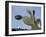 Jardin De Cactus Near Guatiza, Lanzarote, Canary Islands, Spain-Hans Peter Merten-Framed Photographic Print