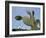 Jardin De Cactus Near Guatiza, Lanzarote, Canary Islands, Spain-Hans Peter Merten-Framed Photographic Print