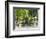 Jardin Du Luxembourg and Fountaine de L'Observatoire-Sylvia Gulin-Framed Photographic Print