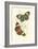 Jardine Butterflies I-Sir William Jardine-Framed Art Print