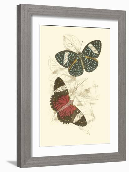 Jardine Butterflies I-Sir William Jardine-Framed Art Print