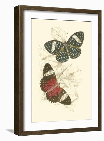 Jardine Butterflies I-Sir William Jardine-Framed Art Print