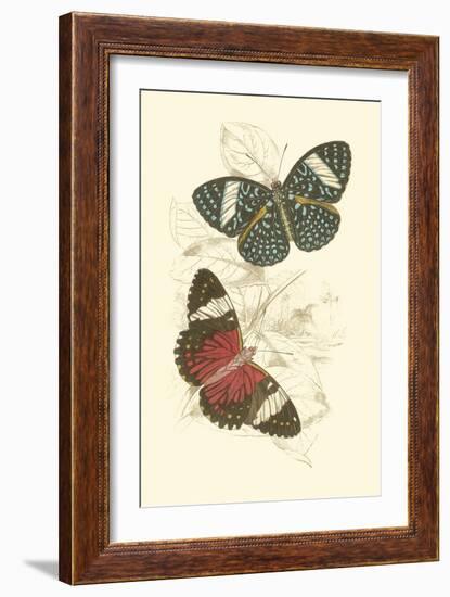 Jardine Butterflies I-Sir William Jardine-Framed Art Print