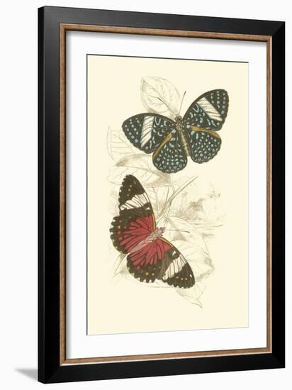 Jardine Butterflies I-Sir William Jardine-Framed Art Print