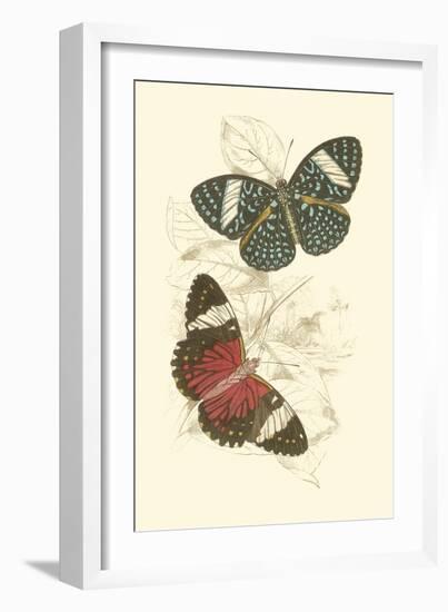 Jardine Butterflies I-Sir William Jardine-Framed Art Print