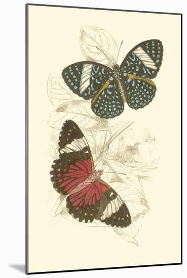 Jardine Butterflies I-Sir William Jardine-Mounted Art Print