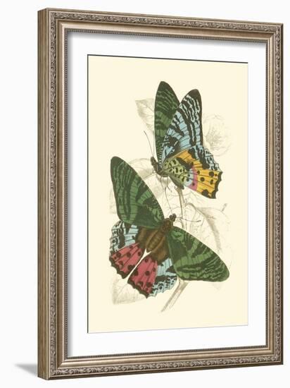 Jardine Butterflies III-Sir William Jardine-Framed Art Print