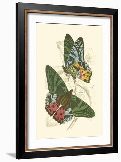 Jardine Butterflies III-Sir William Jardine-Framed Art Print