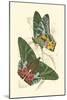 Jardine Butterflies III-Sir William Jardine-Mounted Art Print