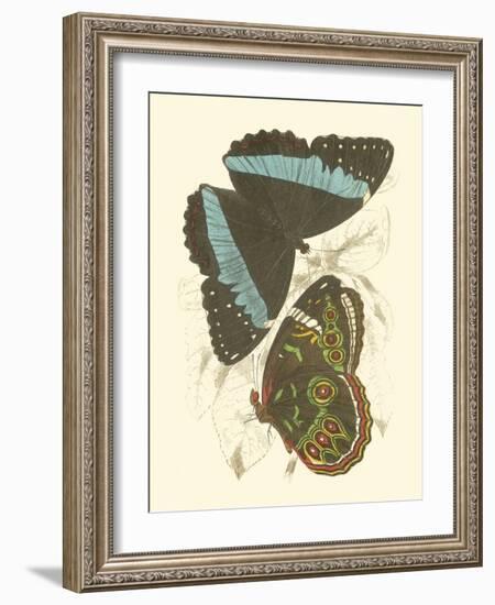 Jardine Butterflies VI-Sir William Jardine-Framed Art Print