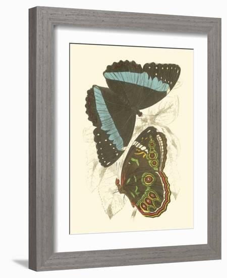 Jardine Butterflies VI-Sir William Jardine-Framed Art Print